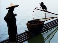 fisherman and fishing bird on li river,yangshuo (Click to see details)