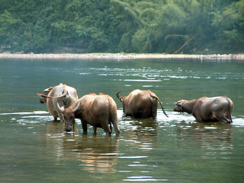 Water Buffalos in Yi river,yangshuo (Click to see details)