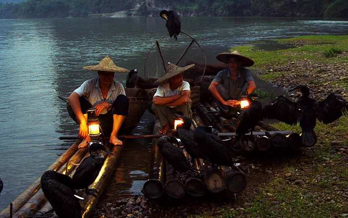 fisherman and cormorant fishing bird,yangshuo