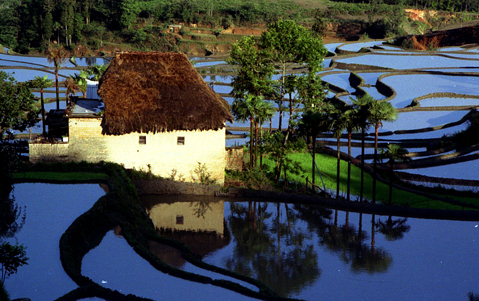 rice terrace,yangshuo,longji,guilin