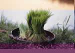Chinese Tea Culture