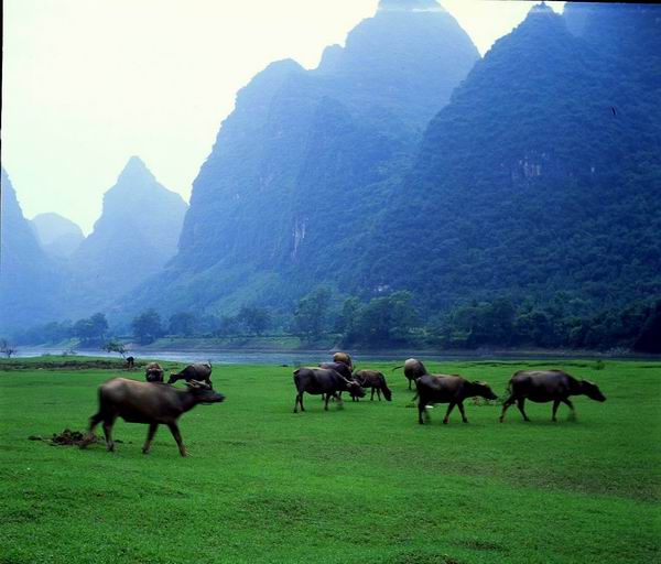li river near Langshi village,yangshuo