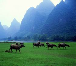 li river,yangshuo (Click to see details)