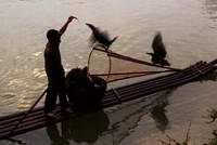 fisherman and fishing bird on li river,yangshuo (Click to see details)