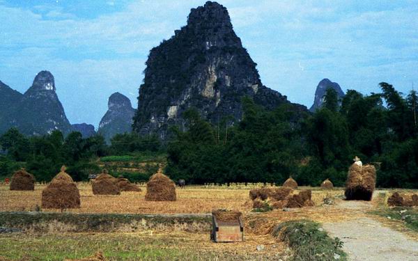 rice harvest,gaotian,yangshuo