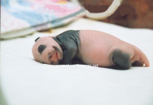 Chengdu Research Base of Giant Panda Breeding