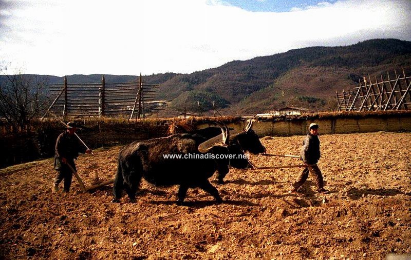 Naxi Ethnic working near Lashi Lake