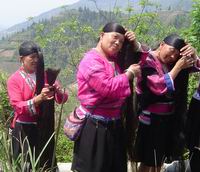 longji rice terrace,village girl,longsheng (Click to see details)