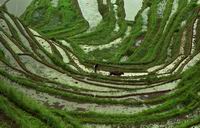 dragon backbone rice terrace,longji (Click to see details)