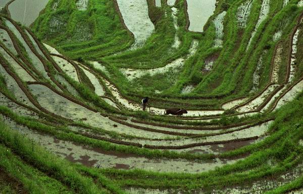 rice terrace,longji,longsheng dragon backbone mountain village