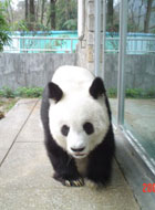 Panda, Beijing Zoo