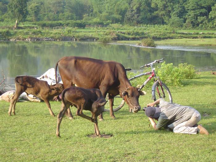 buffalo at yulong river,yangshuo