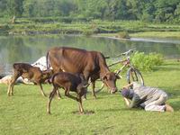 water buffalos on Yulong river,yangshuo (Click to see details)