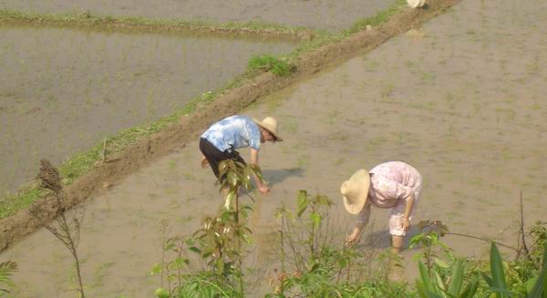 rice planting,yangshuo,longji,guilin