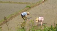 rice planting at licun village,yangshuo (Click to see details)