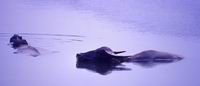 Water Buffalos in Yi river,yangshuo (Click to see details)